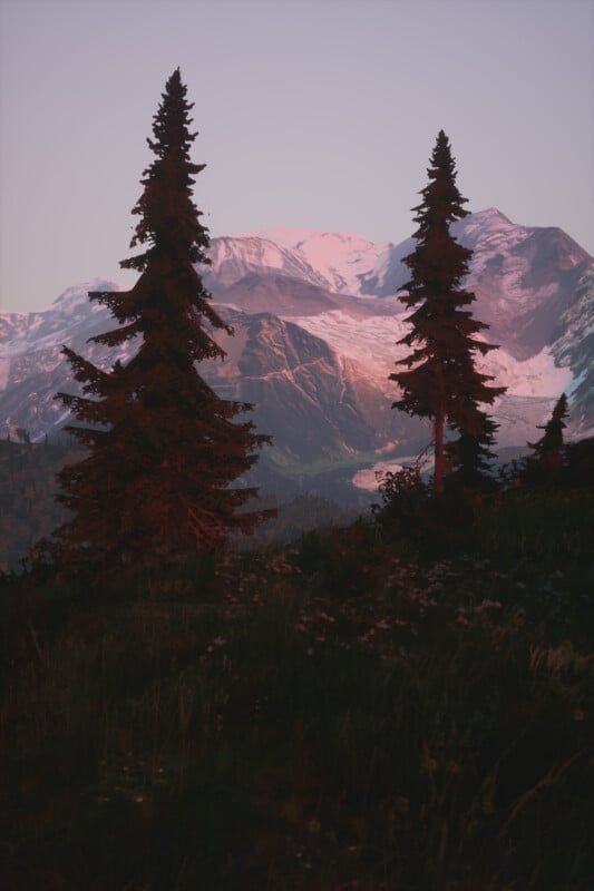 Tall pine trees in the foreground silhouette against a backdrop of snow-capped mountains at sunset. The sky is pastel pink and purple, and the meadow is sprinkled with wildflowers. The scene is peaceful and serene.