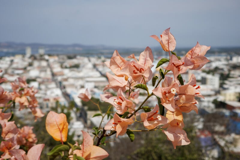 A branch of light orange bougainvillea flowers in sharp focus with a blurred cityscape and distant hills in the background under a clear sky.