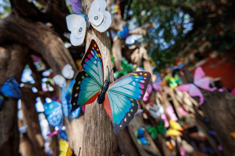Colorful butterfly decorations, including a large blue and green butterfly in the foreground, are attached to tree branches, with other butterflies and blurred greenery visible in the background.