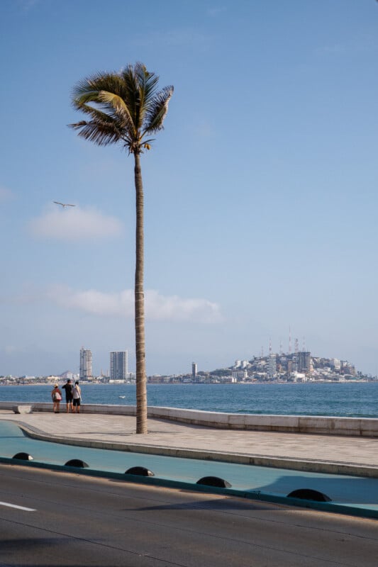 A tall palm tree stands next to a seaside road, with a couple walking along the waterfront. In the background, a hilly cityscape, blue sky, and ocean are visible. A bird flies near the palm tree.