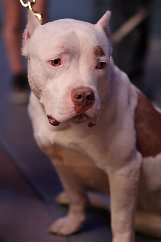 A white and brown dog with cropped ears and a solid build sits attentively. Its expression is calm, and it is wearing a leash. The background is slightly blurred, featuring muted colors and subtle lighting.