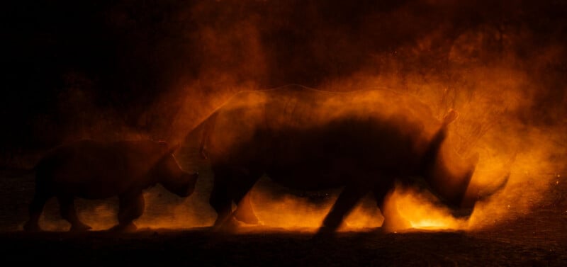 Two rhinoceroses, one adult and one calf, walk side by side at sunset, their silhouettes illuminated by orange dust and dramatic backlighting.