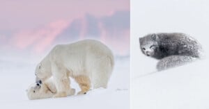 On the left, two polar bears nuzzle each other on snow with a soft pink sky. On the right, an arctic fox curled up, covered in a dusting of snow, appears to be sleeping on a white snowy surface.