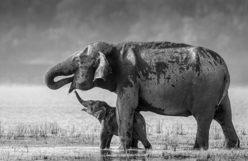 A black and white photo of an adult elephant and a baby elephant standing in shallow water. The baby reaches its trunk up toward the adult, and they appear to be interacting affectionately.