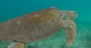 A sea turtle swims underwater, showcasing its large, textured shell and flippers. The background is a serene blue-green ocean environment.