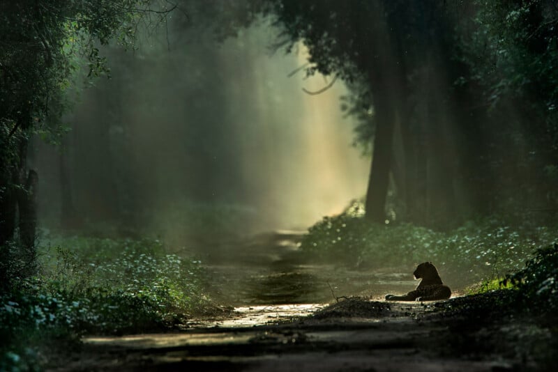 A leopard lies on a sunlit forest path, surrounded by dense trees and foliage, with rays of sunlight streaming through the misty air.