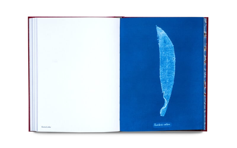 An open book displaying a blank white left page and a right page with a blue background featuring a single feather-like object and the labels "Kunst aller" and "Bambus callee.