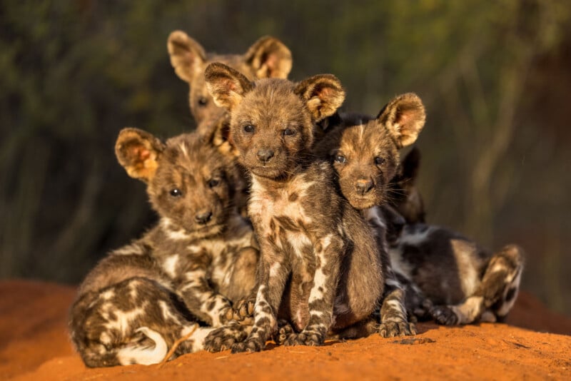 Four African wild dog pups with large ears and mottled brown, black, and white fur sit close together on reddish soil, with blurred greenery in the background.