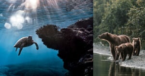 A sea turtle swims near a coral reef underwater with sunlight streaming down; beside it, a mother bear and her two cubs stand by the edge of a forested riverbank.