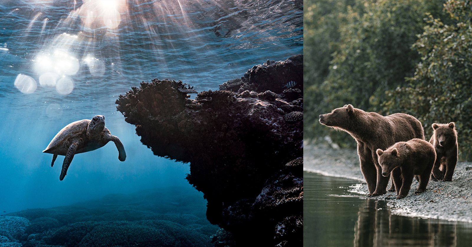 A sea turtle swims near a coral reef underwater with sunlight streaming down; beside it, a mother bear and her two cubs stand by the edge of a forested riverbank.