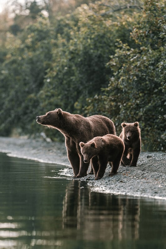A brown bear with two cubs stands on a pebbled riverbank, surrounded by dense green foliage, with the water calm and reflecting the bears.