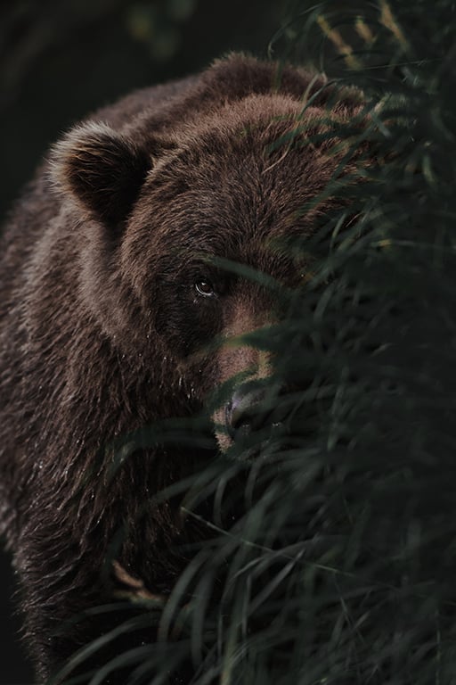 A brown bear partially hidden behind tall grass, with only its face and one eye clearly visible, peering through the foliage in a shadowy, natural setting.