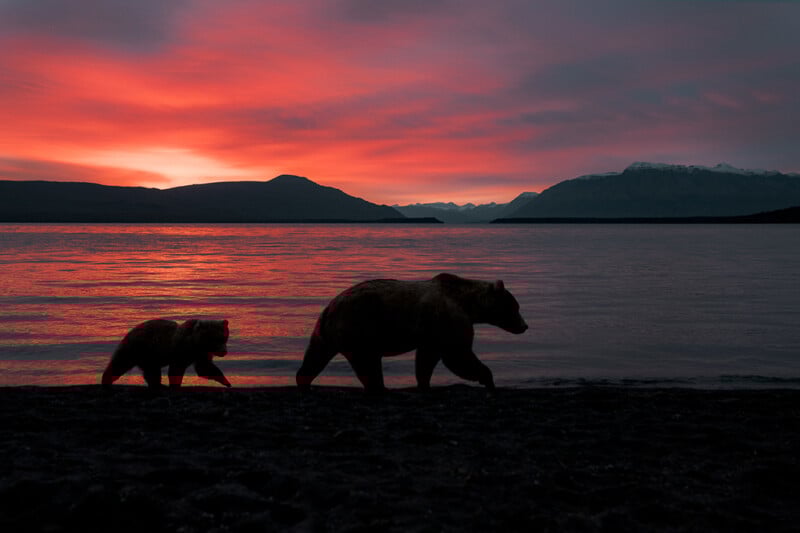 Silhouettes of a large bear and a cub walking along the shore of a lake at sunset, with vibrant red and orange clouds in the sky and mountains in the distance.