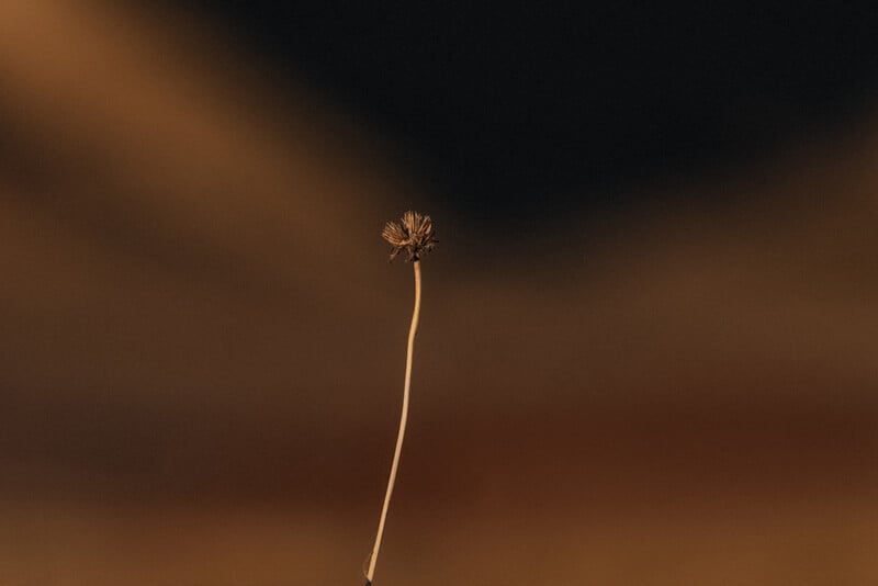 A single dried flower stem stands against a softly blurred, dark brown and golden background, creating a minimalistic and moody composition.