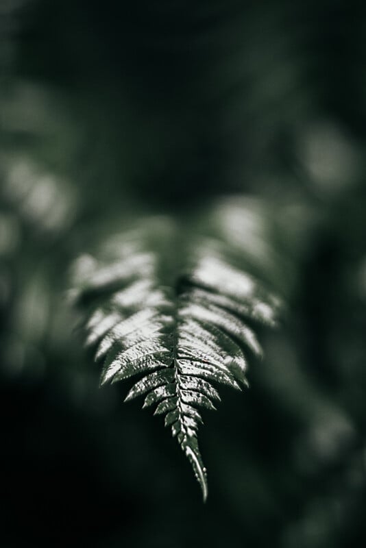 A close-up of a fern leaf with detailed texture and water droplets, set against a dark, blurred background. The image highlights the natural patterns and freshness of the foliage.