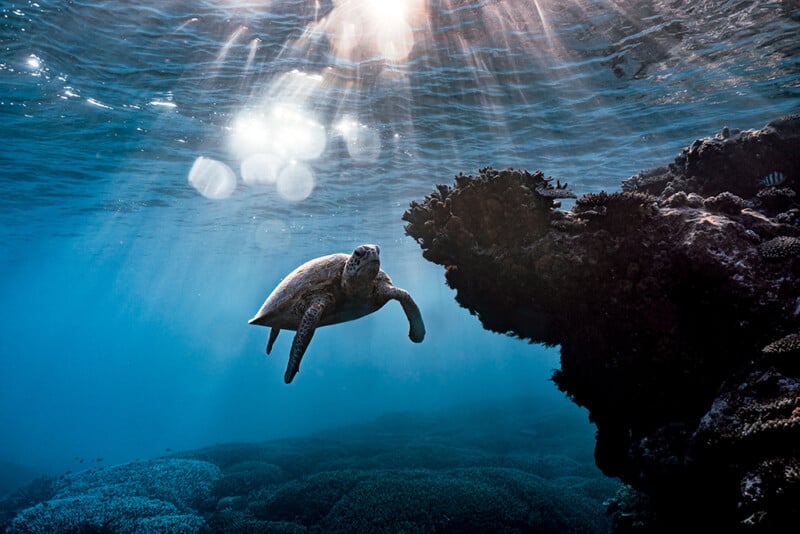 A sea turtle swims near a coral reef underwater as sunlight streams through the clear blue water, illuminating the scene with bubbles and rays.