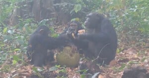 Three chimpanzees sit together in a forest clearing, eating from a large, cracked-open fruit on the ground surrounded by leaves and greenery.