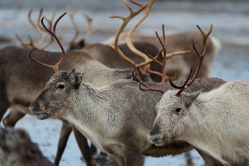 A group of reindeer with large antlers stands together in a marshy area. Their fur is a mix of brown and beige, and the ground appears wet, suggesting a cold climate. The background is blurred, highlighting the reindeer in the foreground.