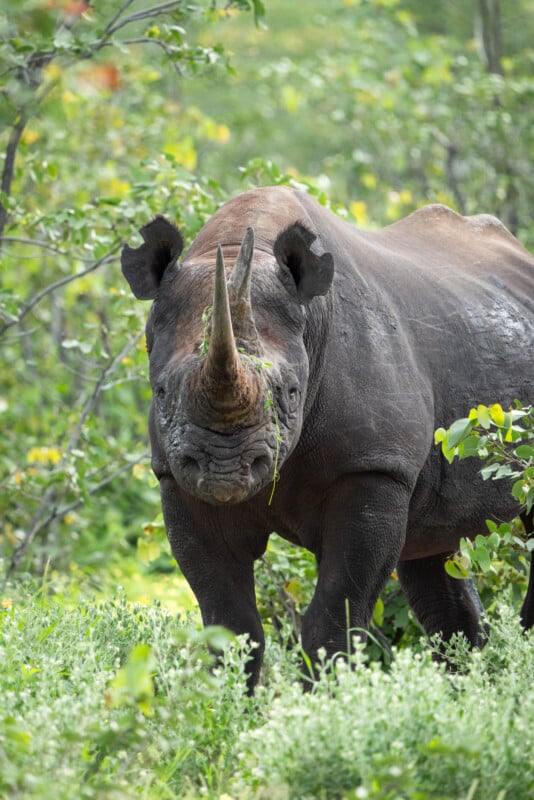 A large rhinoceros with a prominent horn stands amidst green foliage. Its skin is rugged and dark, and it seems to be grazing, with vegetation visible in its mouth. The background is lush and vibrant, indicating a natural habitat.