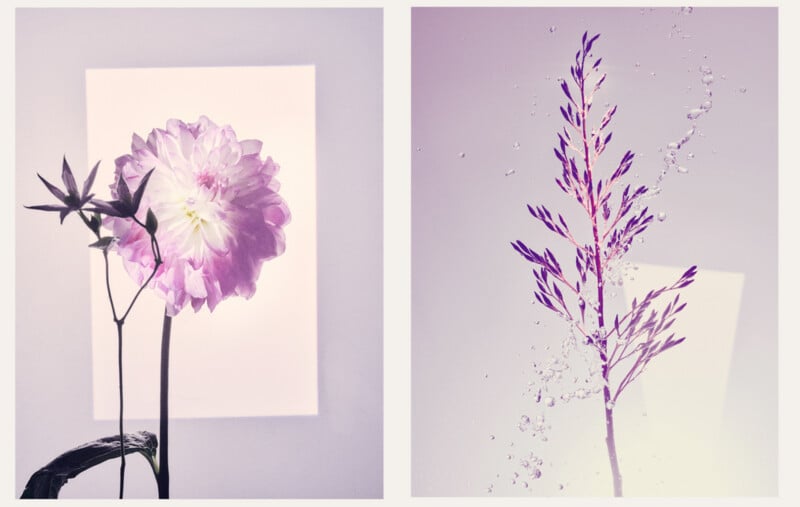 Left: A pale pink dahlia with a dark stem and leaves is backlit against a white background. Right: A delicate lavender-colored branch is surrounded by small water droplets, both set against a soft pastel background.