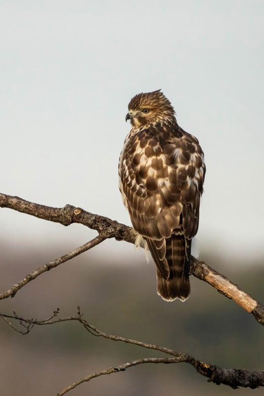 A hawk with brown and white feathers perches on a bare branch, facing left. The bird is set against a blurred, muted background, highlighting its detailed plumage and sharp gaze.