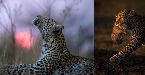 Remembering Leopards