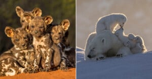 A group of African wild dog pups sits on reddish earth, while on the right, a polar bear and her three cubs play together on snowy ground under soft light.