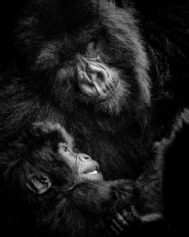 A black and white photo of an adult gorilla gazing tenderly at a smiling baby gorilla, who is lying close and looking up at the adult. The background is dark, highlighting their faces and expressions.