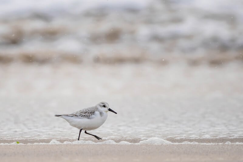 A small sandpiper with white and gray plumage walks along the shoreline. The bird is near frothy waves on a sandy beach. The background is blurred, highlighting the overcast sky and gentle ocean waves.