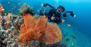 A scuba diver with a camera setup is photographing vibrant orange sea fans and coral on a reef, surrounded by small fish in clear blue water.