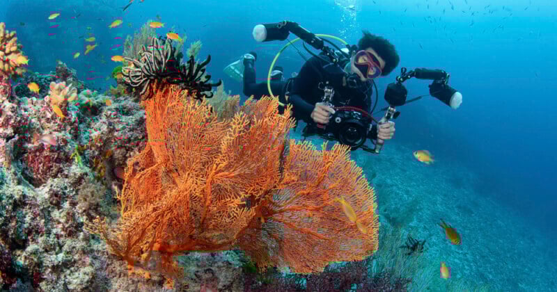 A scuba diver with a camera setup is photographing vibrant orange sea fans and coral on a reef, surrounded by small fish in clear blue water.