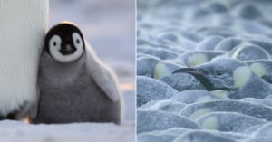 Left: A fluffy emperor penguin chick stands beside an adult. Right: Many adult emperor penguins huddle closely together, their bodies dusted with frost, to stay warm in the cold.