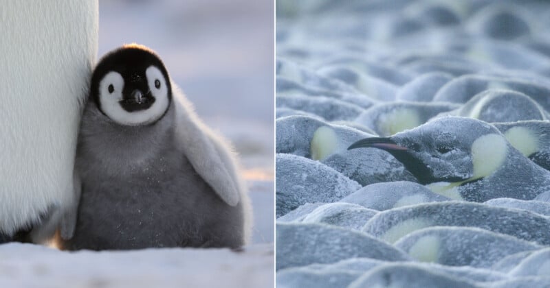Left: A fluffy emperor penguin chick stands beside an adult. Right: Many adult emperor penguins huddle closely together, their bodies dusted with frost, to stay warm in the cold.