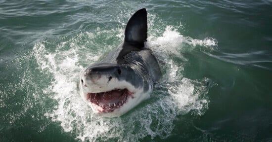 A great white shark with its mouth open, showing its sharp teeth, emerges from the ocean, creating a splash of water around it. The shark's dorsal fin is prominently visible above the water's surface.