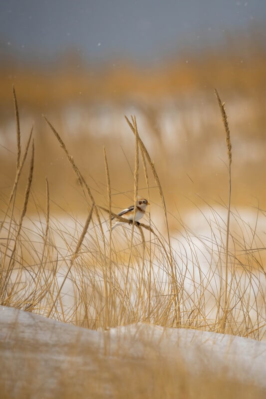 A small bird perches on tall dry grass stalks in a snowy field. The background is a blurred mix of light brown and gray, suggesting a cold, overcast day. The bird is central in the composition, adding contrast to the wintry scene.