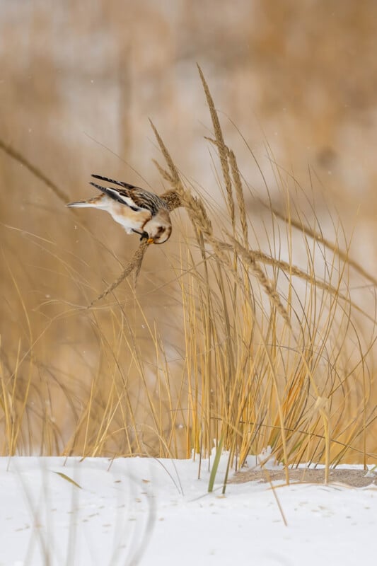 A small bird with white and brown feathers is perched on dried tall grass, bending it slightly. Snow covers the ground, and the background is blurred with similar brown grasses, creating a serene winter scene.