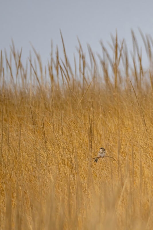 A small bird perched among tall, golden grasses against a clear sky. The grasses dominate the foreground, partially obscuring the bird, creating a blend of subtle textures and natural tones.