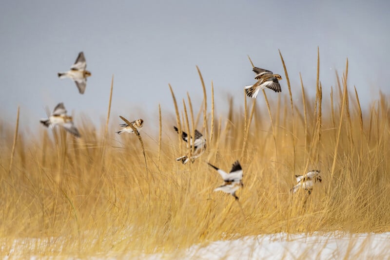 Flock of birds flying among tall, golden grasses against a gray sky. The scene suggests a windy day as the birds move in various directions. Snow covers part of the ground beneath the grasses.