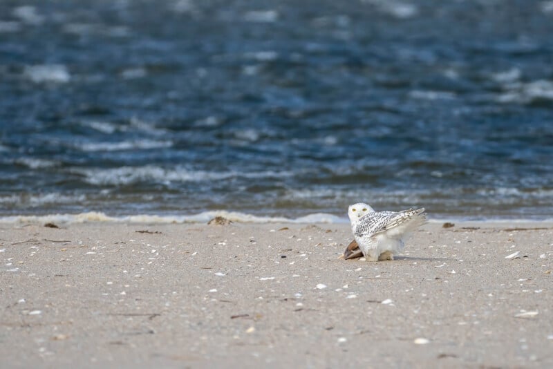 A snowy owl stands on a sandy beach near the shoreline, looking towards the camera. The background features waves on a body of water, and the sand is scattered with small shells and debris.