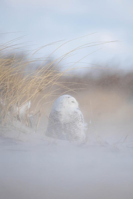 A snowy owl sits amidst tall grass on a foggy landscape. The owl's white feathers blend with the mist and sky, creating a serene and ethereal scene.