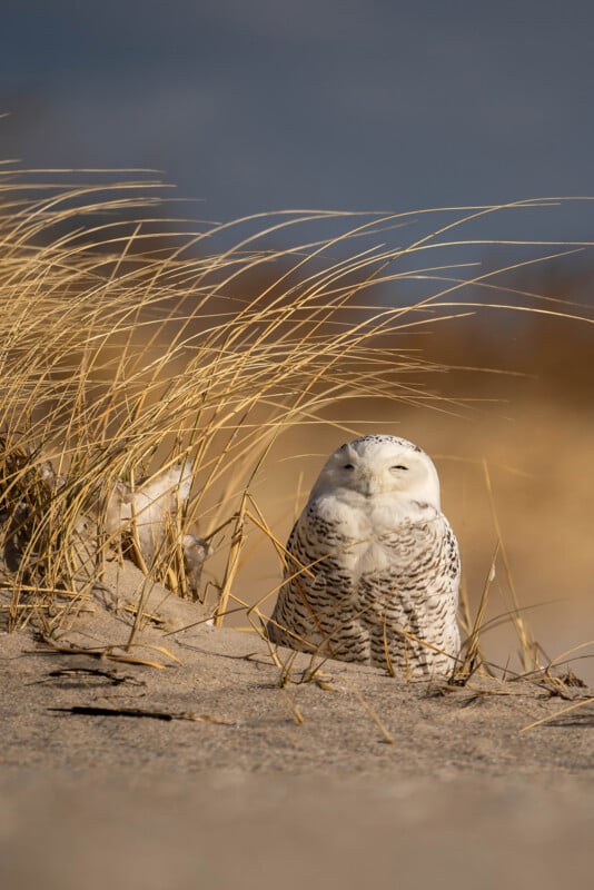 A snowy owl with white and brown speckled feathers rests on a sandy beach amidst dry grasses under a clear blue sky.