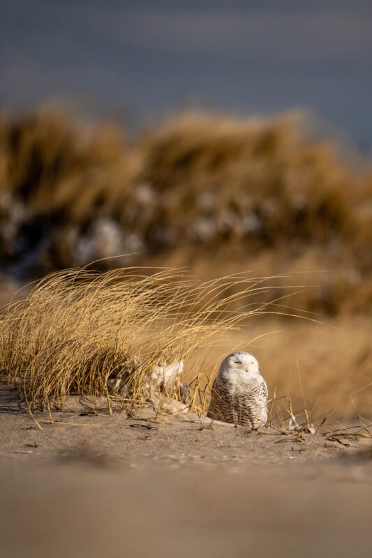 A snowy owl perched on the sandy ground among tufts of dry grass, blending into the natural, sunlit landscape on a calm day.