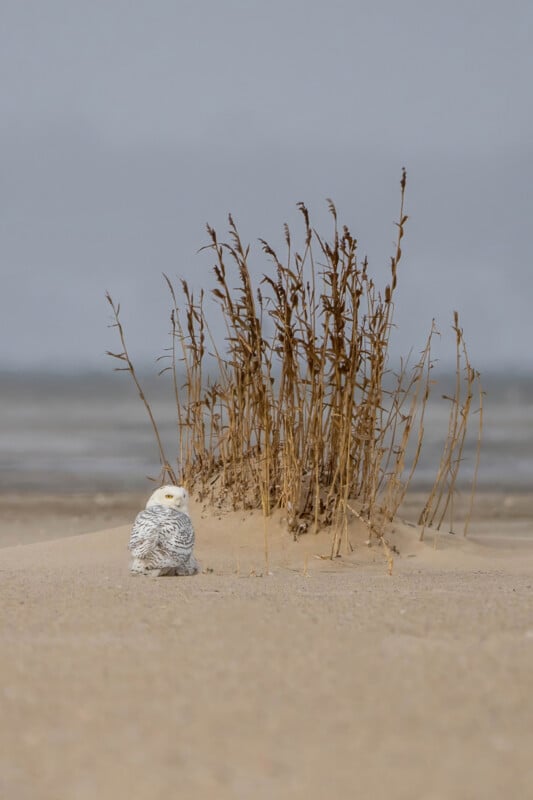 A snowy owl sits on a sandy beach with sparse tall grasses behind it. The background shows a blurred, expansive view of sand and gray sky, conveying a calm, desolate coastal environment.