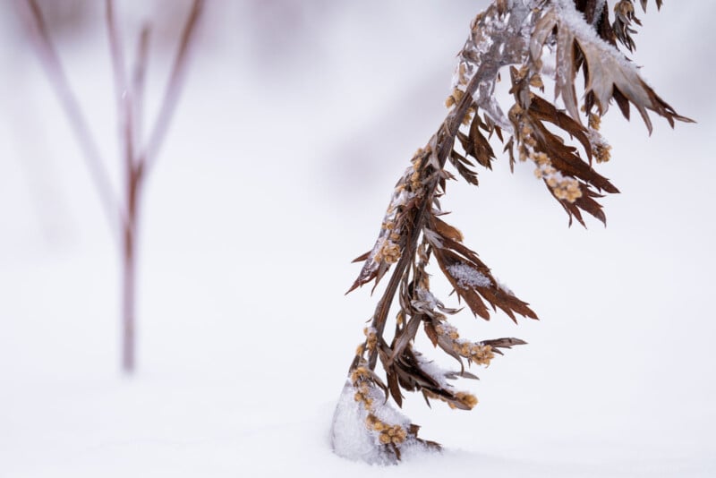 A withered plant covered in ice and snow bends towards the ground in a wintry landscape. The background is softly blurred, highlighting the delicate textures and frosty detail of the plant.