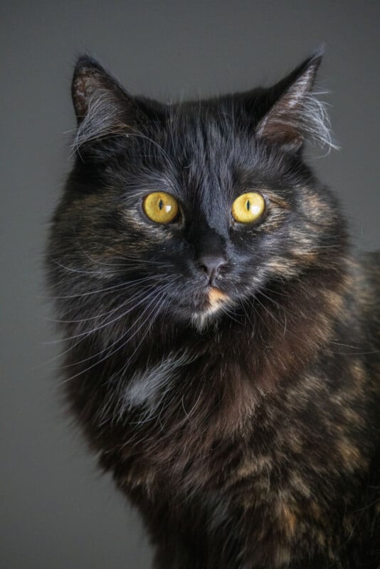 A long-haired tortoiseshell cat with striking yellow eyes looks intently to the side against a dark background. The fur is a mix of black, brown, and orange, and the cat's ears are perked up.