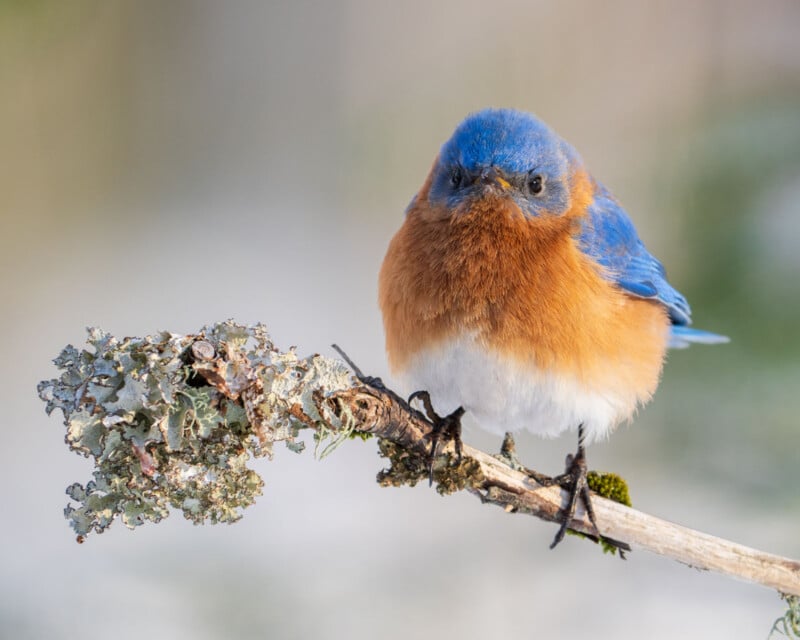 A small bird with bright blue upper feathers and a rusty orange chest perches on a branch covered with lichen. The background is softly blurred, highlighting the bird's vivid colors.