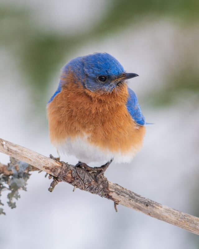 A small bird with vibrant blue upperparts and orange-brown underparts perches on a thin branch against a blurred background. Its feathers are fluffed, and it has a short, pointed beak.