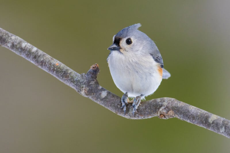 A small bird with grey and white plumage, a tufted head, and dark eyes sits on a thin branch. The background is a soft blur of green, creating a serene and natural setting.