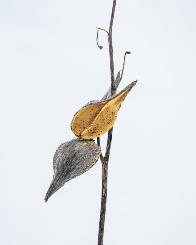 A dry stem with two withered leaves—one gray and one yellow—standing against a plain, light background. The leaves are thin and fragile, with the yellow leaf showing small dark spots.