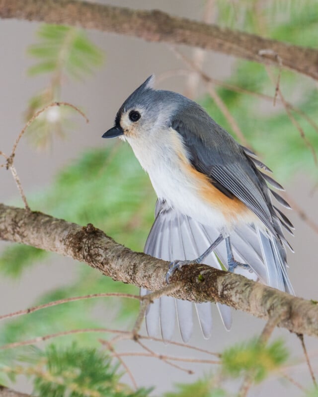 A small bird with gray wings, a white belly, and an orange side perches on a tree branch. The bird has a distinct crest on its head. The background is blurred with green foliage, enhancing the bird's sharp details.